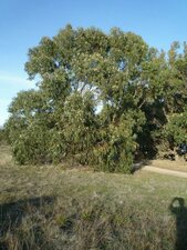 Eucalyptus globulus Plant